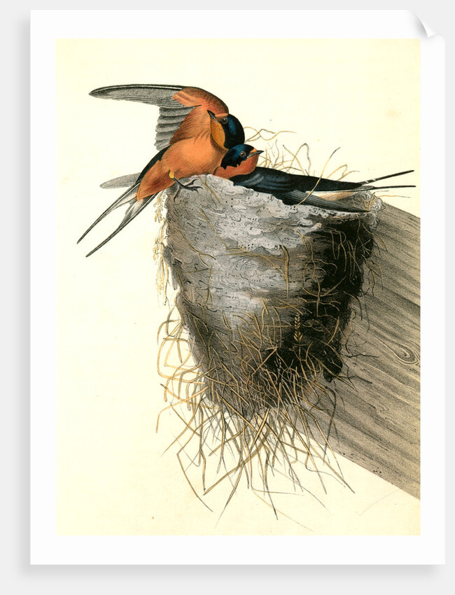 Barn or Chimney Swallow by John James Audubon