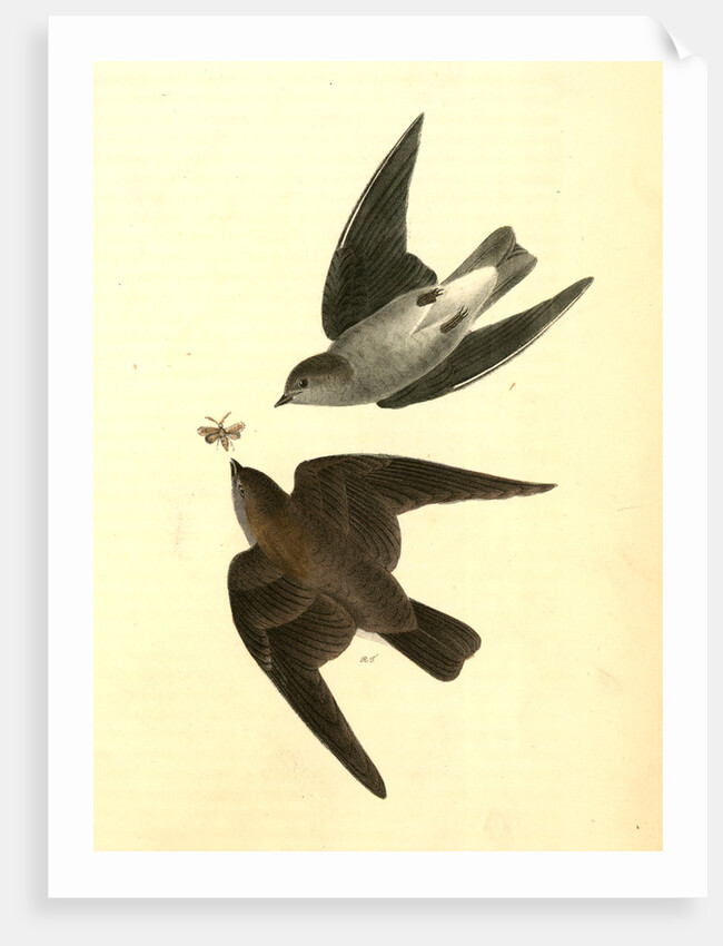 Rough-winged Swallow by John James Audubon