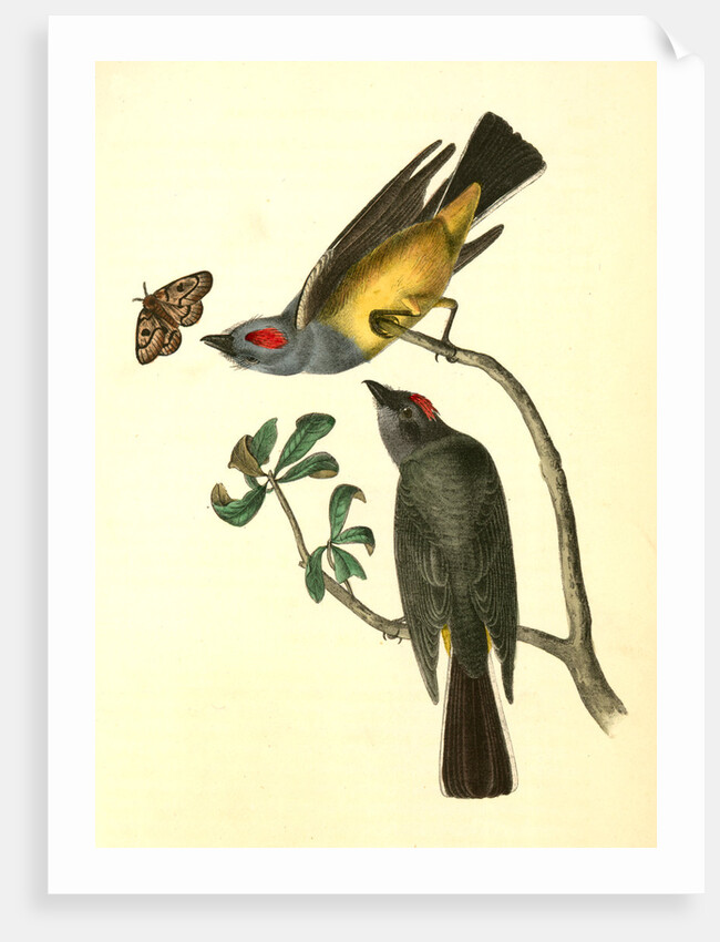 Arkansaw Flycatcher by John James Audubon