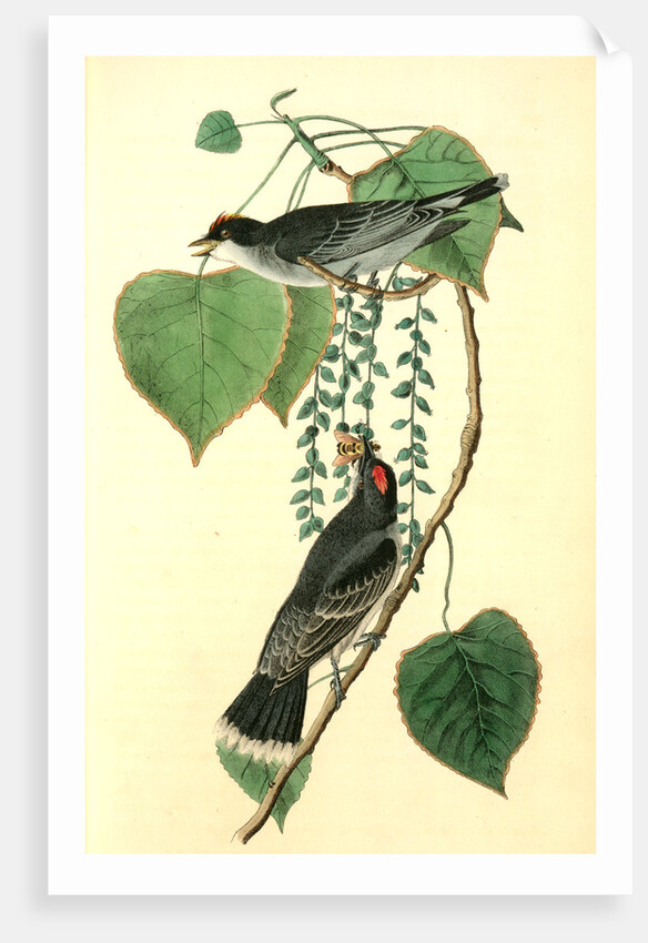 Tyrant Flycatcher or King Bird. (Cotton wood. Populus candicans) by John James Audubon