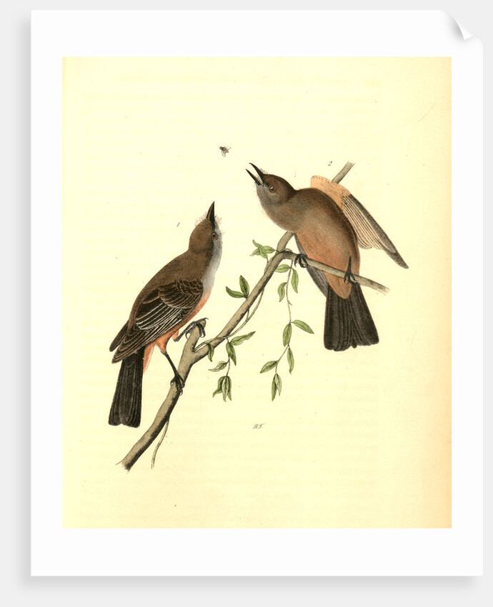 Great Crested Flycatcher by John James Audubon
