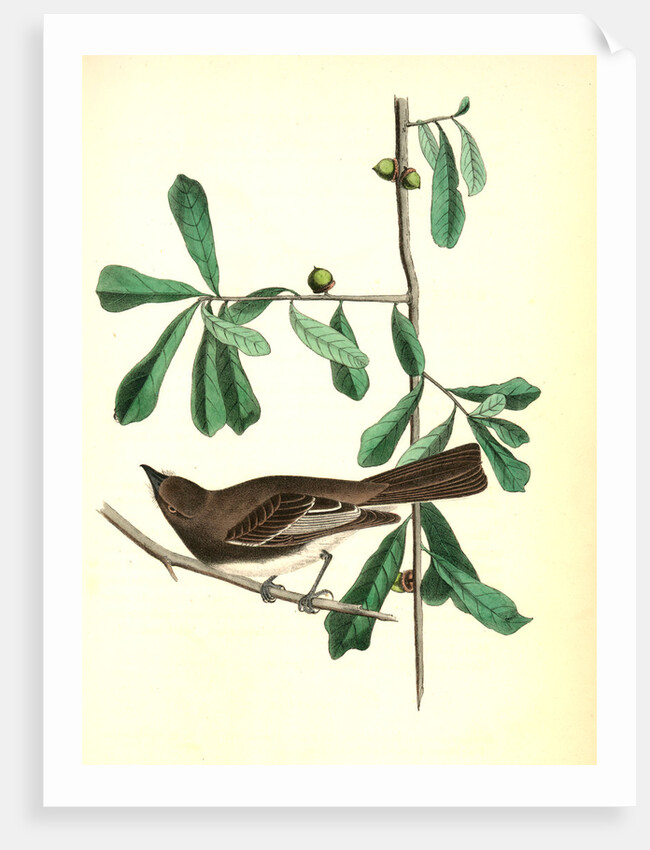 Rocky Mountain Flycatcher, male. (Swamp Oak. Quercus Aquatica.) by John James Audubon