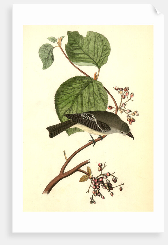 Short-legged Pewit Flycatcher. Male. (Hobble Bush. Viburnum Lantanoides) by John James Audubon