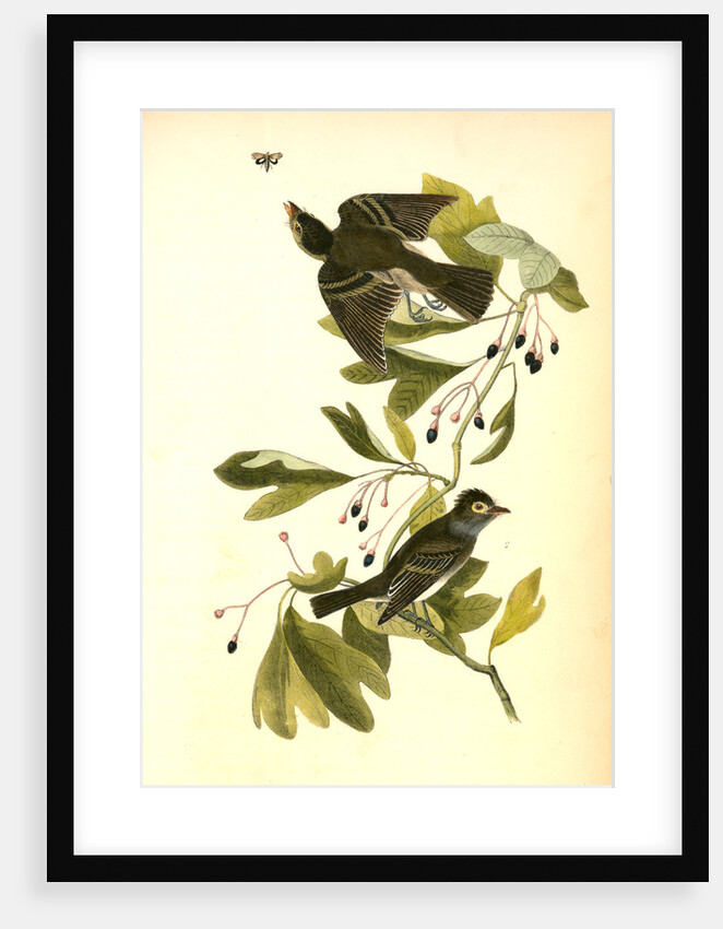 Small Green-crested Flycatcher by John James Audubon