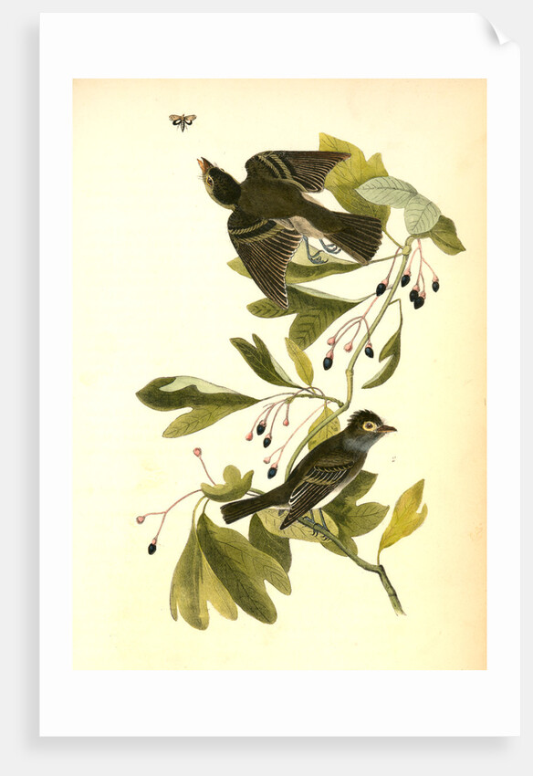 Small Green-crested Flycatcher by John James Audubon