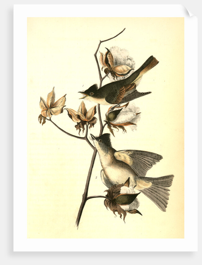 Pewee Flycatcher by John James Audubon