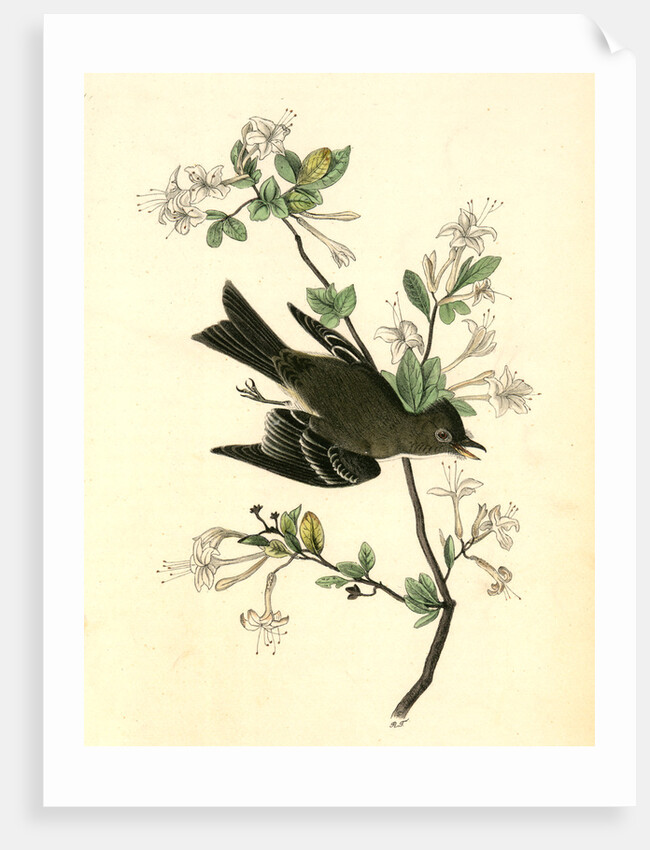 Wood Pewee Flycatcher. Male. (Swamp Honeysuckle. Azalea Viscosa) by John James Audubon
