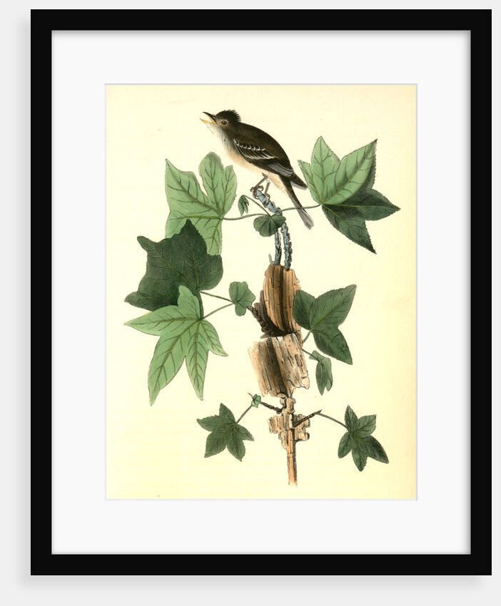 Traill's Flycatcher. Male. (Sweet Gum. Liquidambar Styraciflua.) by John James Audubon