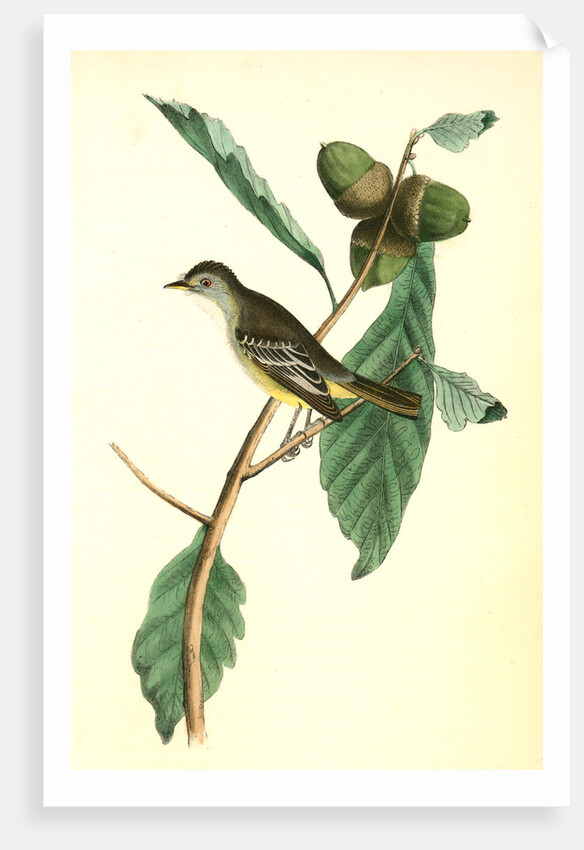Least Pewee Flycatcher. Male. (White Oak. Quercus Prinus.) by John James Audubon
