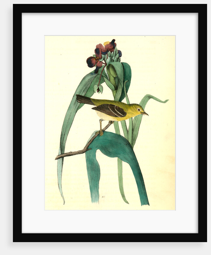 Small-headed Flycatcher. Male. (Virginian Spider-Wort. Tradescantia Virginica.) by John James Audubon