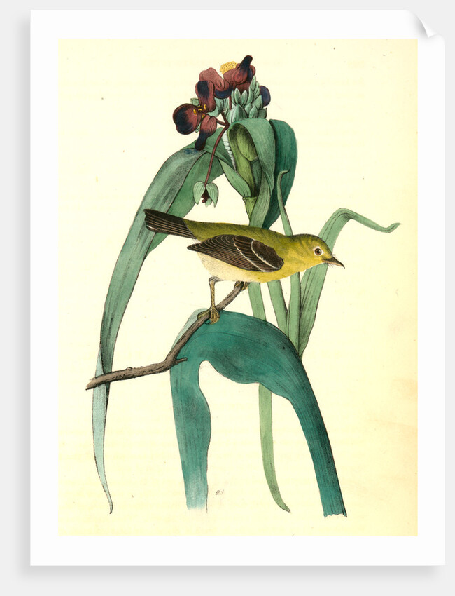 Small-headed Flycatcher. Male. (Virginian Spider-Wort. Tradescantia Virginica.) by John James Audubon