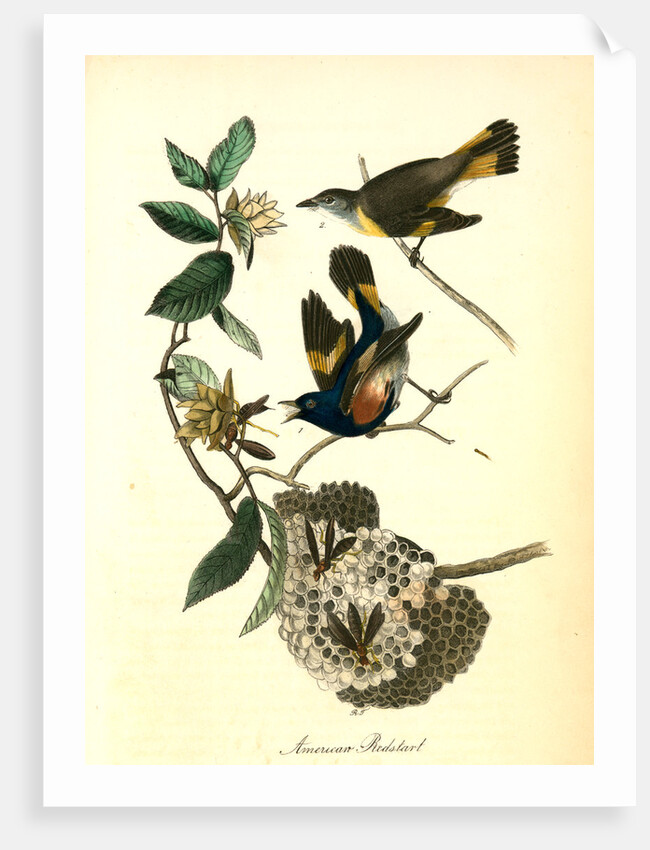 Small-headed Flycatcher. Male. (Virginian Spider-Wort. Tradescantia Virginica.) by John James Audubon