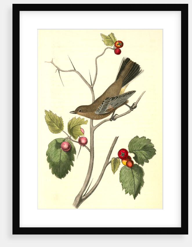 Townsend's Ptilogonys. Female by John James Audubon