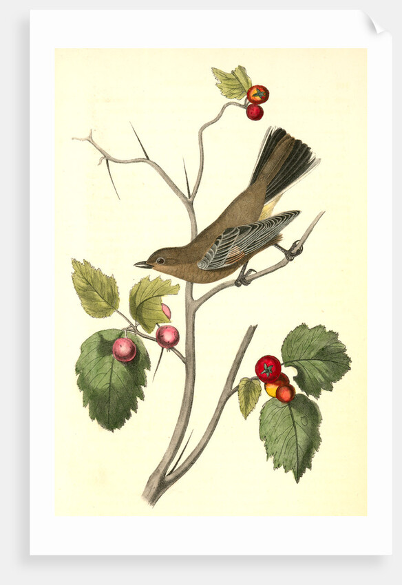Townsend's Ptilogonys. Female by John James Audubon