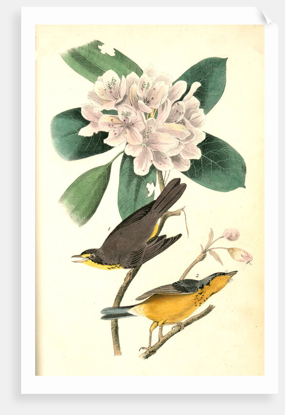 Canada Flycatcher by John James Audubon