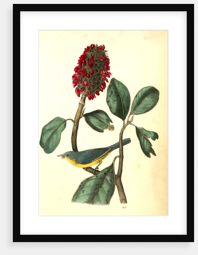 Bonaparte's Flycatching-Warbler by John James Audubon