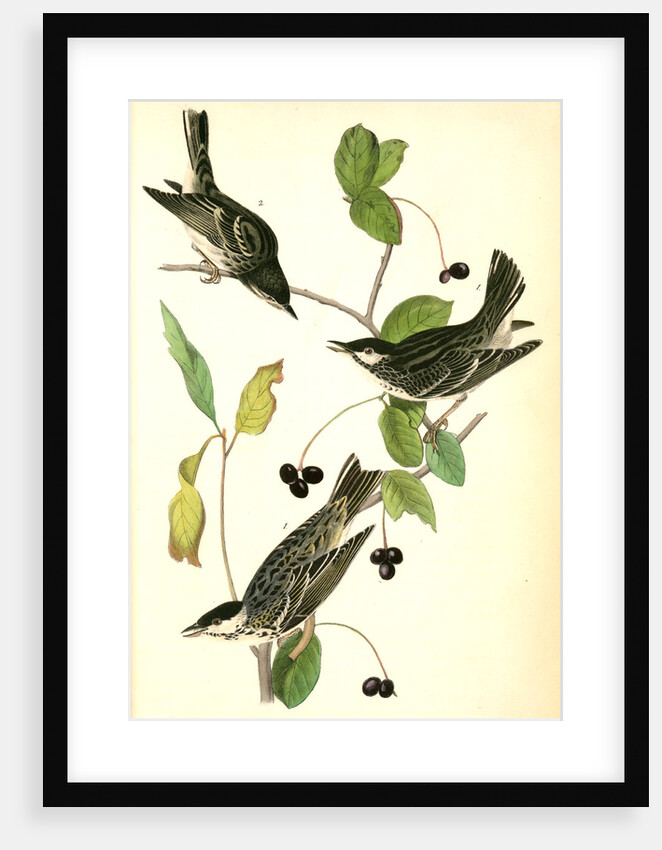 Blue-Grey Flycatcher. (Black Walnut. Juglans nigra.) by John James Audubon