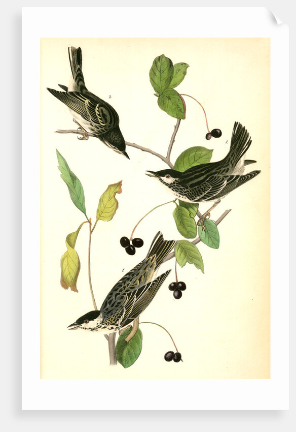Blue-Grey Flycatcher. (Black Walnut. Juglans nigra.) by John James Audubon