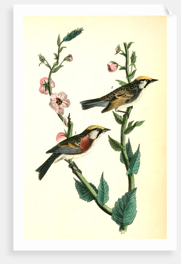Chestnut-sided Wood-Warbler by John James Audubon