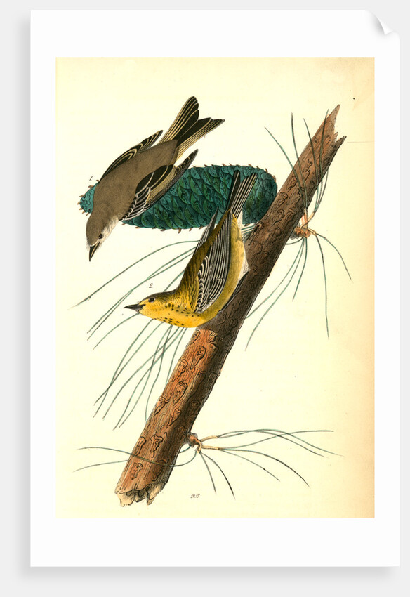 Pine-creeping Wood-Warbler by John James Audubon
