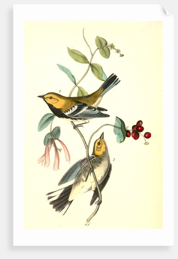 Black-throated Green Wood-Warbler by John James Audubon