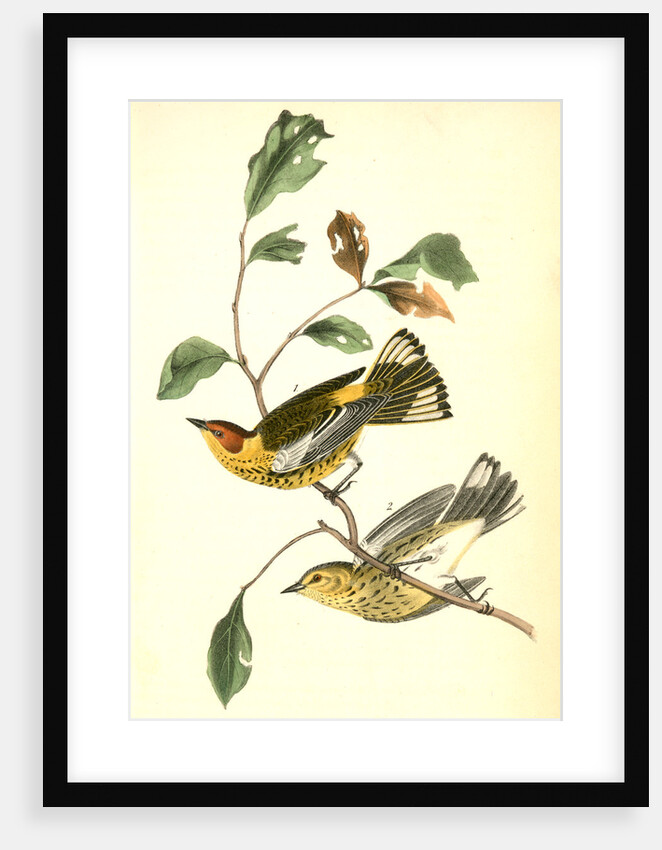 Yellow-throated Wood-Warbler, male. (Chinquapin. Castanea pumila.) by John James Audubon