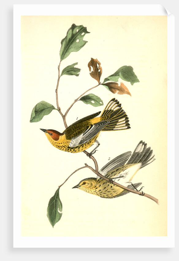 Yellow-throated Wood-Warbler, male. (Chinquapin. Castanea pumila.) by John James Audubon