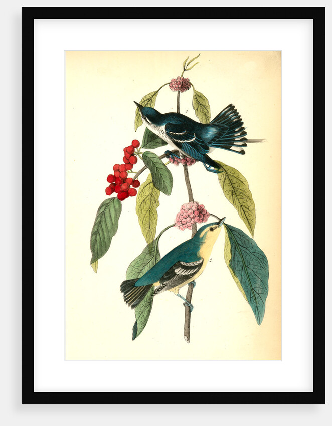 Coerulean Wood-Warbler by John James Audubon