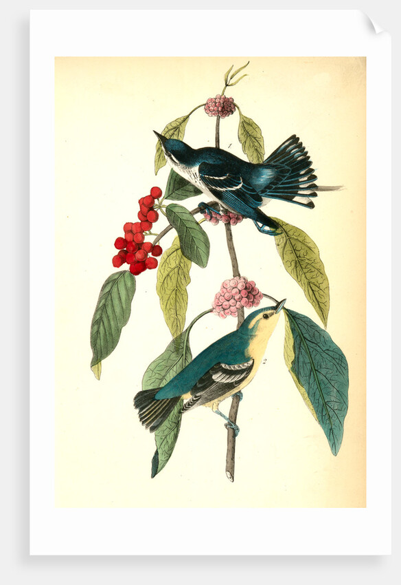 Coerulean Wood-Warbler by John James Audubon