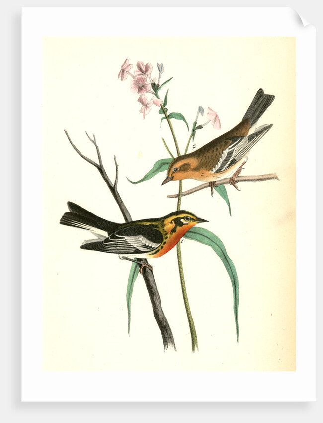 Blackburnia Wood-Warbler by John James Audubon