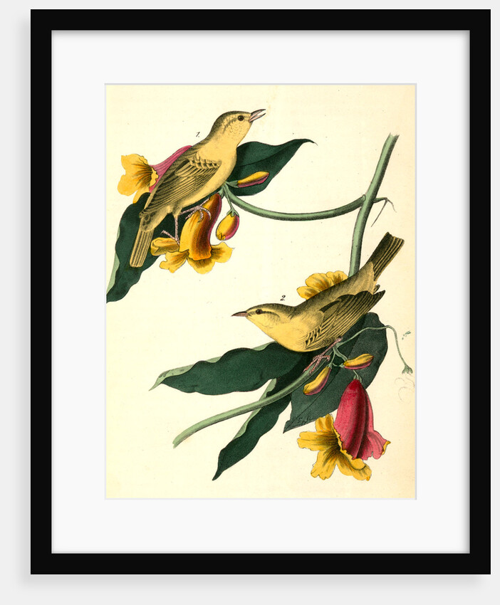Rathbone's Wood-Warbler by John James Audubon