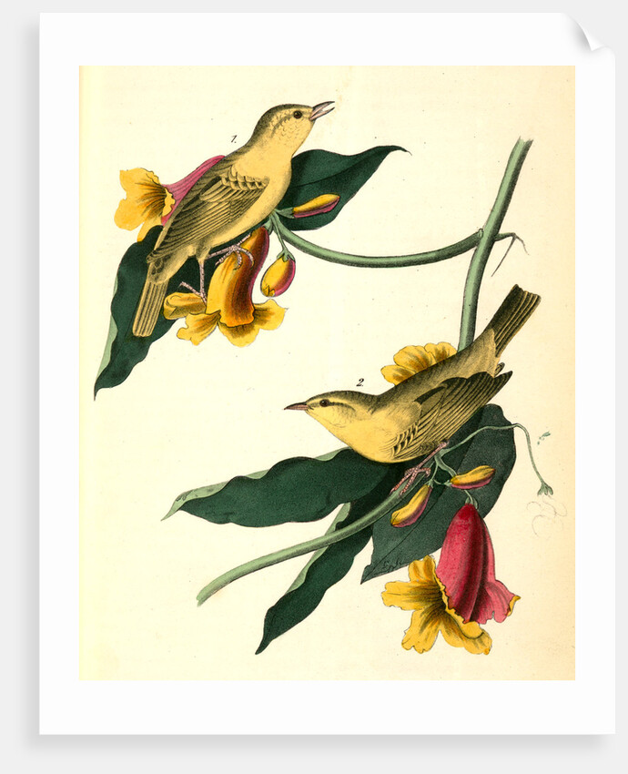 Rathbone's Wood-Warbler by John James Audubon