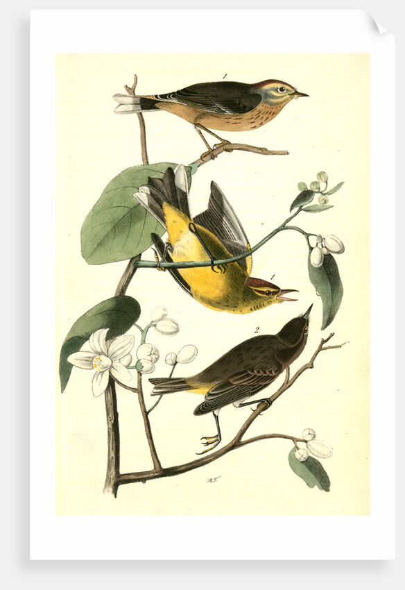 Yellow Red-poll Wood-Warbler by John James Audubon