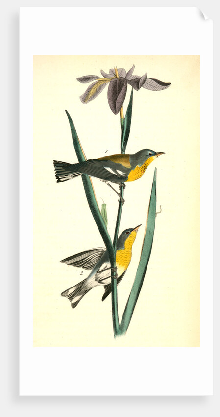 Blue yellow-backed Wood-Warbler by John James Audubon