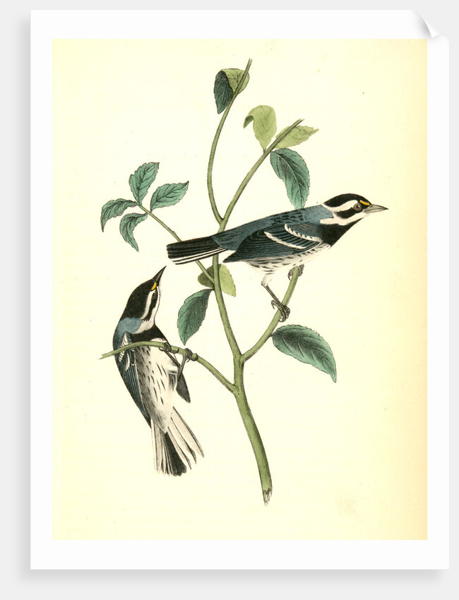 Black-throated Grey Wood-Warbler. Males by John James Audubon
