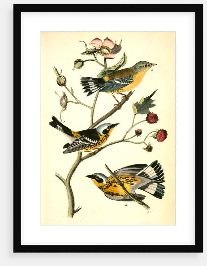 Black-and-yellow Wood-Warbler by John James Audubon