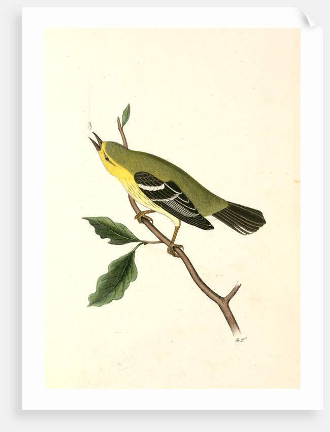 Blue-Mountain Warbler. Male by John James Audubon