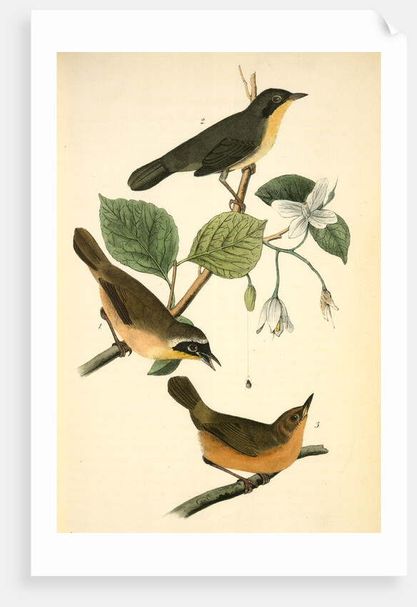 Maryland Ground-Warbler by John James Audubon