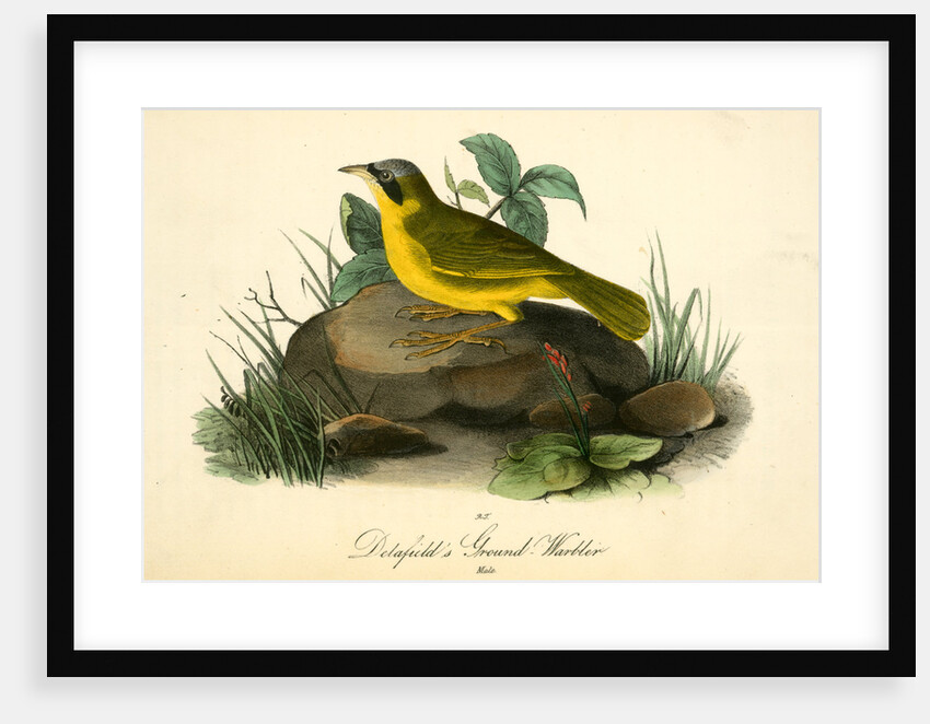 Delafield's Ground-Warbler. Male by John James Audubon
