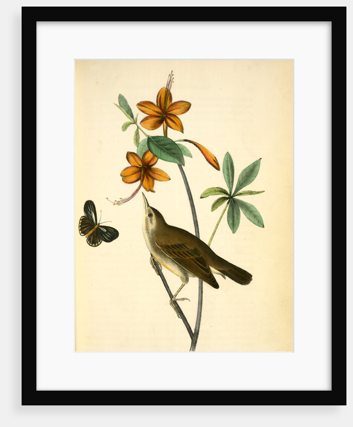 Swainson's Swamp-Warbler. Male. (Orange-coloured Azalea. Azalea caledulacea) by John James Audubon