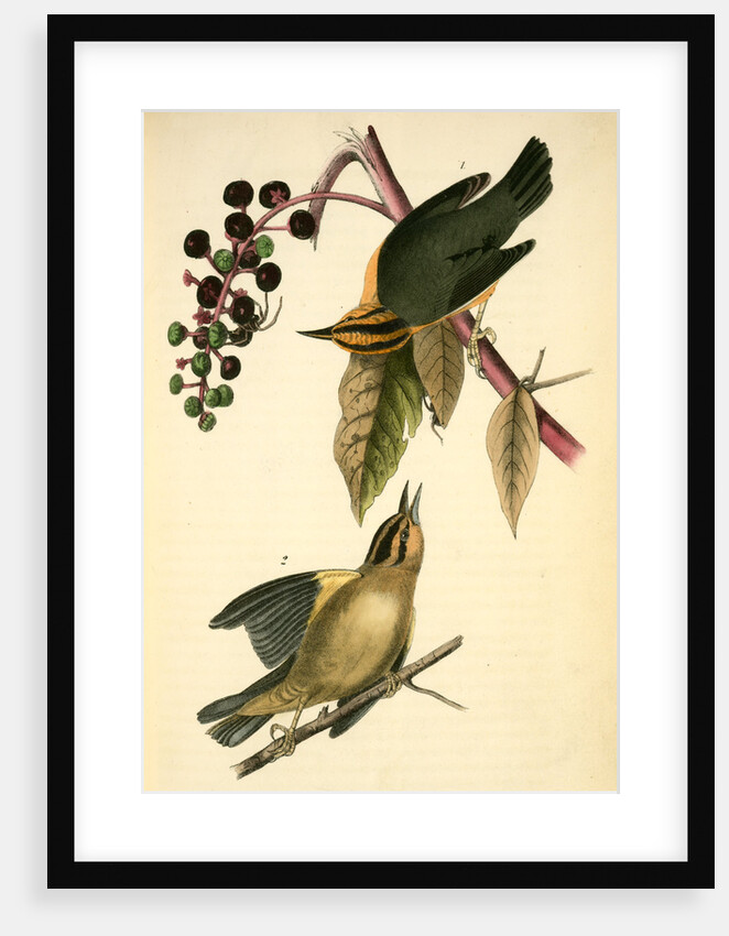 Worm-eating Swamp-Warbler by John James Audubon