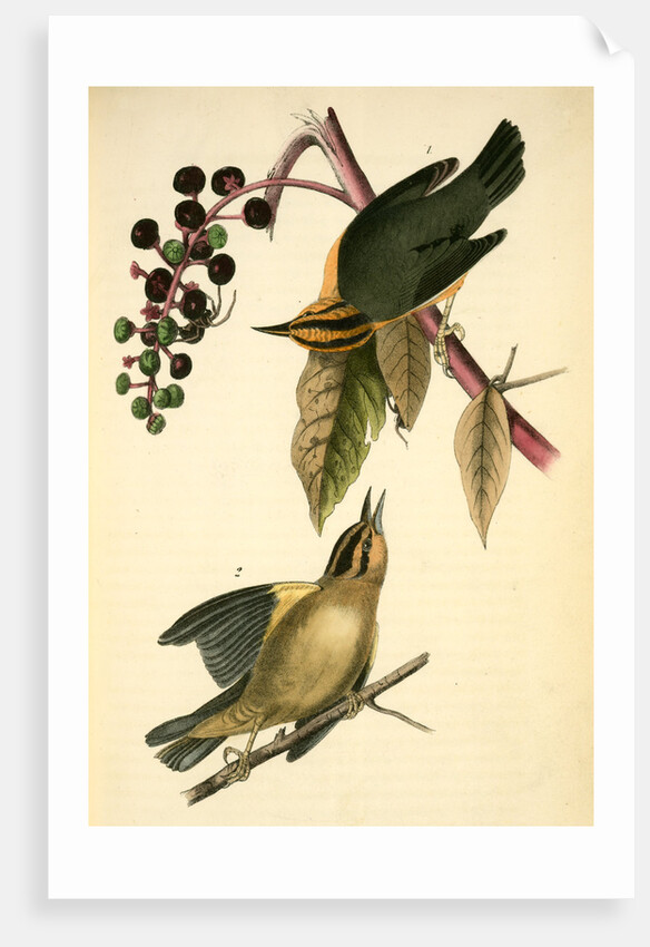 Worm-eating Swamp-Warbler by John James Audubon