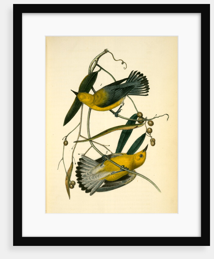 Prothonotary Swamp-Warbler by John James Audubon