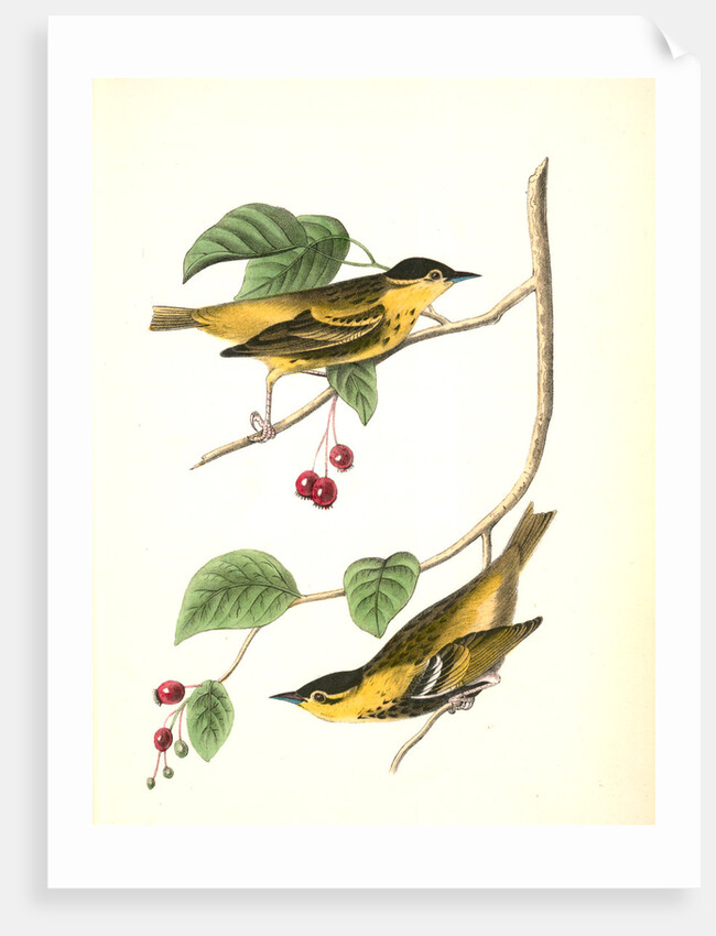 Carbonated Swamp-Warbler. Males. (May-bush or Service. Pyrus Botryapium.) by John James Audubon