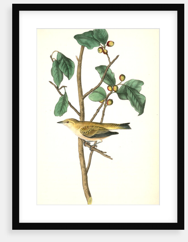 Tennessee Swamp-Warbler. Male. (Ilex laxyflora.) by John James Audubon