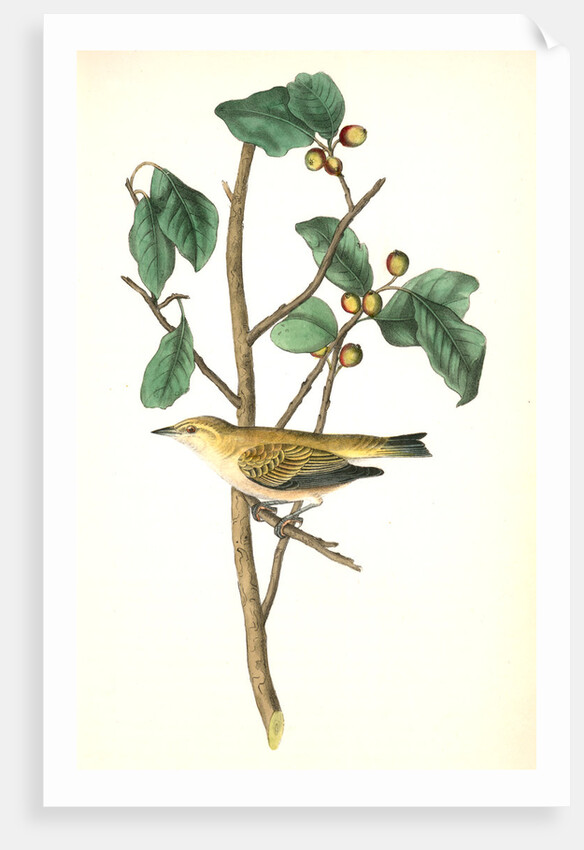 Tennessee Swamp-Warbler. Male. (Ilex laxyflora.) by John James Audubon