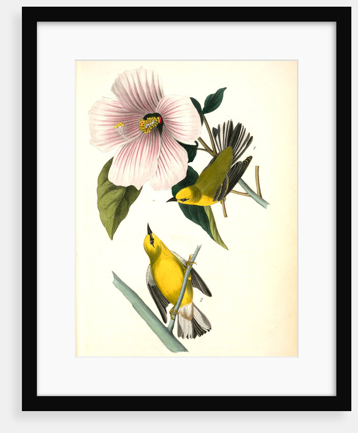 Blue-winged Yellow Swamp-Warbler by John James Audubon