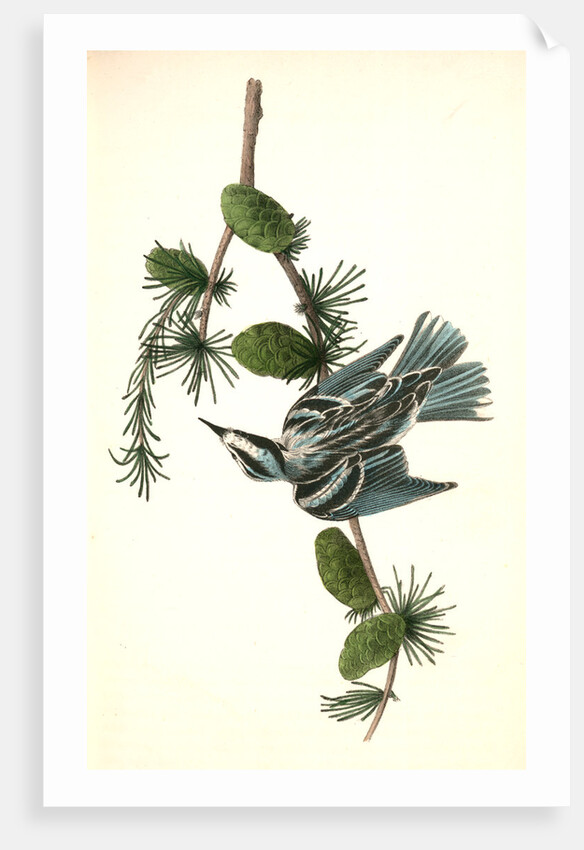Black-and-white Creeping-Warbler. Male. (Black Larch. Pinus pendula.) by John James Audubon