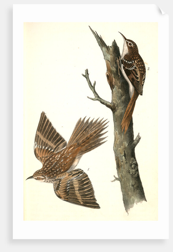 Brown Tree-creeper by John James Audubon