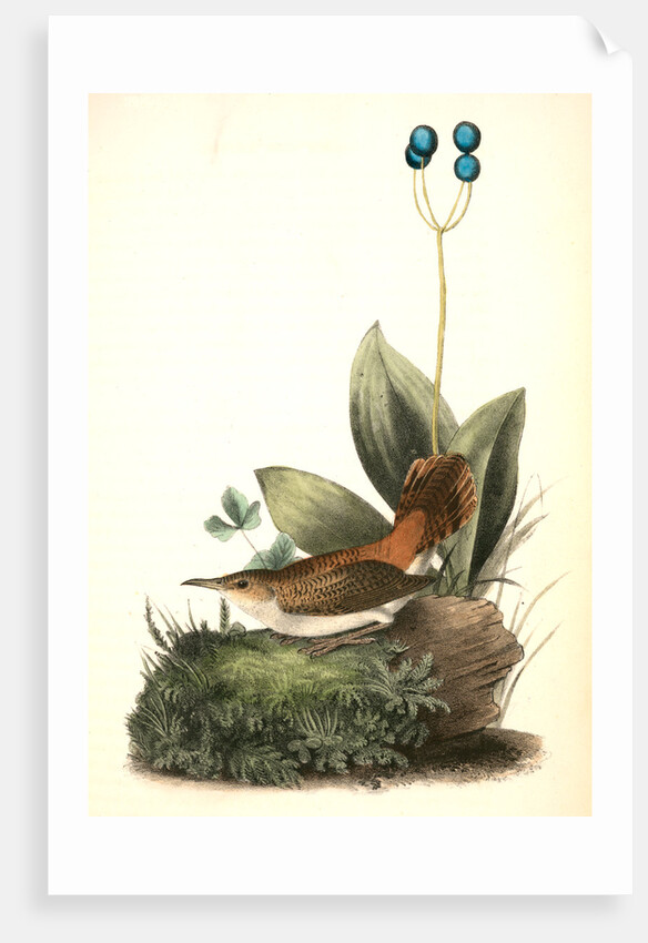 Rock-Wren. Adult female. (Smilacina borealis.) by John James Audubon